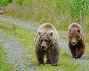 719 w/her 2.5 year-old female cub (now 519 "Zoom"/"Zippy") July 8, 2024 11:08 photograph captured by Truman Everts (p 09/08/2024 10:13)