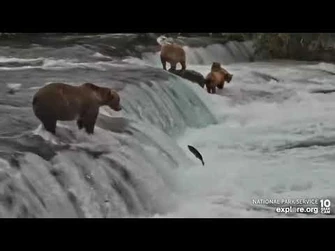 856_displaces_128_Grazer_and_cubs_Brooks_Falls_cam_Explore.org_8-4-2022