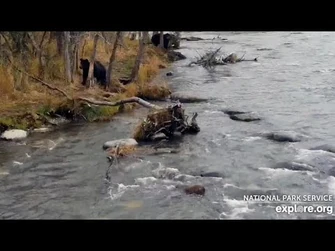 9_Oct_2023-_903_and_504M_Spot_a_Mink_(explore.org0