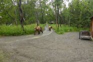 130 Tundra (far) with 89 Backpack (near) June 17, 2014 walking through Brooks Camp outside the Visitor Center. NPS photo