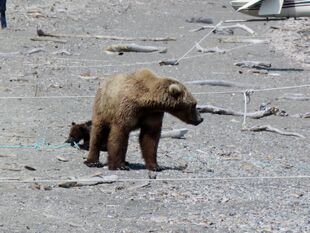 171 and 1 of her 2 spring cubs July 5, 2019 photo by BearTreeHugr