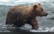 51 Diver Junior June 2011 NPS photo 2012 Brown Bears of Brooks Camp iBook