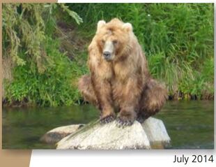 89 Backpack July 2014 NPS photo from the 2015 Bears of Brooks River book, page 54