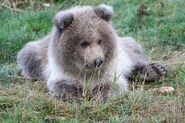 One of 409 Beadnose's spring cubs in 2007 NPS photo via KNP&P's February 5, 2015 Facebook post