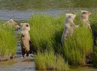 482 Brett and 3 yearlings June 25, 2019 photo by Truman Everts