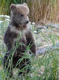 One of 171's spring cubs standing on July 2, 2019 at 22:32 photograph by Truman Everts