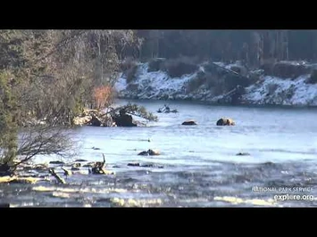 811_and_Coy_in_the_riffles_(Explore.org_11-4-2020)