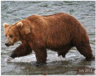 856 July 2012 NPS photo 2014 Bears of Brooks River book page 28