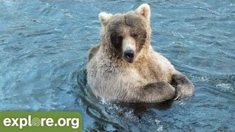 Fat Bear Week: Vote For Your Favorite Katmai Bear : Short Wave : NPR