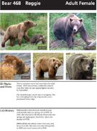 468 Reggie's page of the 2010 Bears of Brooks River book, page 38