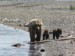 171 and her 2 spring cubs July 5, 2019 photo by BearTreeHugr