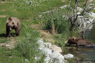 384 (left) and 208 (right) July 28, 2022 photo by Lori Hocking (aka Lovethebears1)