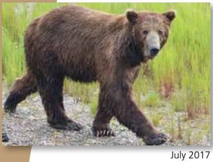 801 July 2017 NPS photo from the 2018 Bears of Brooks River book, page 83