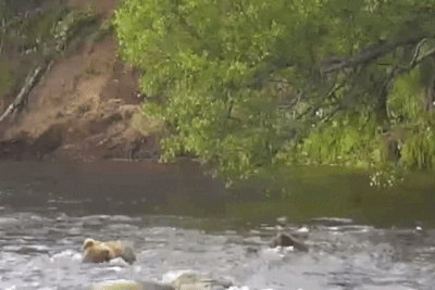 910 GIF 2022.07.27 SPRING CUB WASHES OVER FAR SIDE LIP RIFFLES LUNACRE p 21.48 04