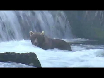 Bear_89_Backpack_2020