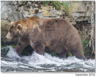 480 Otis September 2016 NPS photo from the 2017 Bears of Brooks River book, page 75