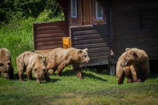 132 with three 2.5 year-old cubs June 7, 2016 NPS photo Ranger David Kopshever posted July 9, 2016