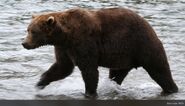 856 September 2010 NPS photo 2012 Brown Bears of Brooks Camp iBook