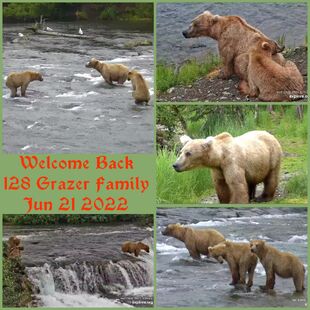 128 Grazer and her two 2.5 year old cubs June 21, 2022 snapshot collage by Cruiser