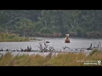 719_and_spring_cub_River_Watch_cam_Explore.org_8-8-2022-2