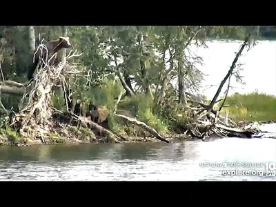 13_Jul_2022-_94s_Do_Some_Climbing_(explore.org)