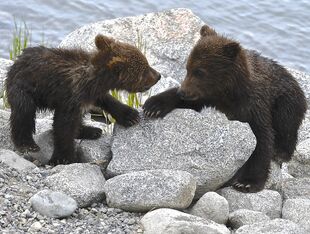 171's 2 spring cubs as they wind up for mini-battle #6734 on June 30, 2019 at 11:48 photograph by Truman Everts