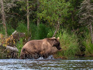 274 Overflow heads to the bank, after fishing in a quiet area of the River. Visible coat markings on right shoulder.