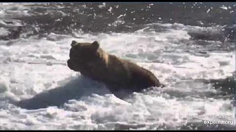 Bear_89_Back_pack_returns_to_Brooks_Falls_Katmai_June_23,_2020,_video_by_Erum_Chad