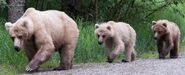 435 Holly with her two yearlings June 17, 2018 Ranger Russ' 13:47 comment (photo only zoom)