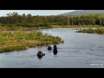 20_Aug_2020-_Lower_River_Fish_Feed