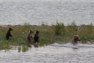 482 and 3 spring cubs July 15, 2018 NPS photo by Ranger Russ Taylor