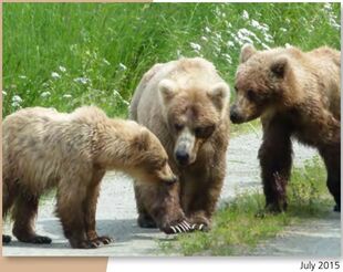 719 (left) 435 Holly (middle) & adopitve sibling 503 Cubadult (right) from 435 Holly's page in the 2016 Bears of Brooks River book, page 47