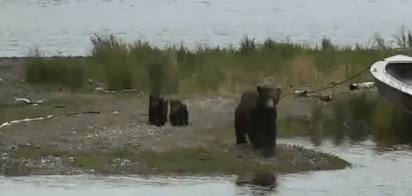 94 GIF 2022.07.08 w 4 SPRING CUBS CRUISER p 13.58