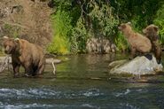 409 Beadnose with her 2 yearlings (909 & 910) on June 24, 2017 at 18:00 photograph by Truman Everts