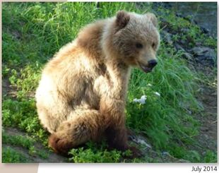 503 Cubadult July 2014 from 2016 Bears of Brooks River book (pg 27)