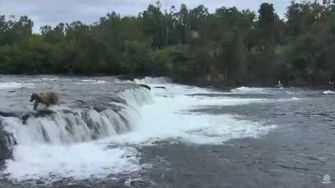 08.06.2016_-_128_Grazer's_cubs_go_over_the_falls_-_BF_View,_video_by_Brenda_D