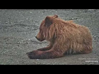 402s(07-14-2023-KRV-explore.org)