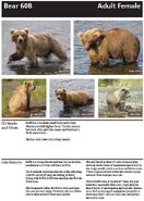 608's page of the 2010 Bears of Brooks River book, page 39