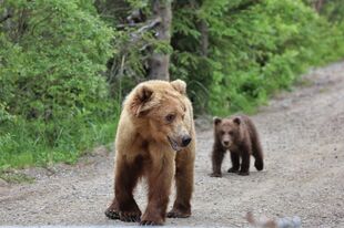 Unidentified Sow #2 with 1 Spring Cub (cub has natal colar) July 1, 2020 photograph by Mikey Wright, Manager of King Salmon Lodge