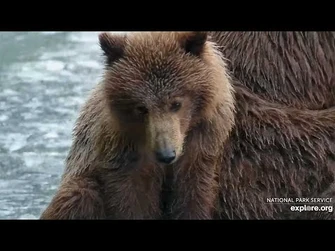 402_and_Her_Sweet_Cub_-_July_16,_2023_(explore.org)