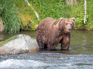 Unidentified adult male with front left upper leg wound, right shoulder wound & distinctive muzzle scar June 25, 2018 by RiverPA (aka Lee)