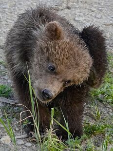 171's spring cub scratching it's ear on July 2, 2019 at 22:29 photograph by Truman Everts.