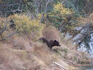 615 with her two very fat spring cubs September 29, 2015 NPS photo