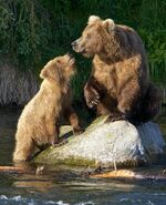 409 Beadnose with one of her two yearlings (909 or 910) on June 24, 2017 at 20:51 photograph by Truman Everts. 409 has a broken middle claw on her right front paw.