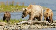 435 Holly (center) with her spring cub (left 719) and adopted yearling (right 503) by Tina Crowe (aka CalliopeJane) 07/25/2014 at Margot Creek