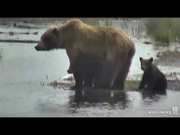 Unknown_sow_(906_or_811?)_with_2_coy_Lower_River_cam_Explore.org_7-22-2022-2