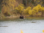 615 with her two very fat spring cubs September 29, 2015 NPS photo