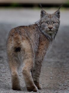 KNPS Facebook photo of a lynx by M. Saxton, June 14, 2019