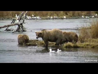 128_and_cubs_-_Explore.org_October_4,_2021-2