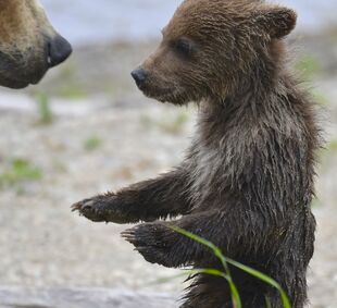 171's smallest spring cub on June 30, 2019 at 11:50 photograph by Truman Everts